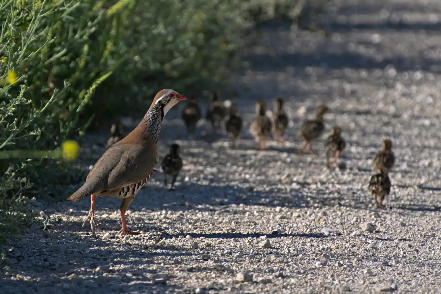 Red-legged partridge watching over her brood on a farm track, authentic partridge hunt in Spain setting.