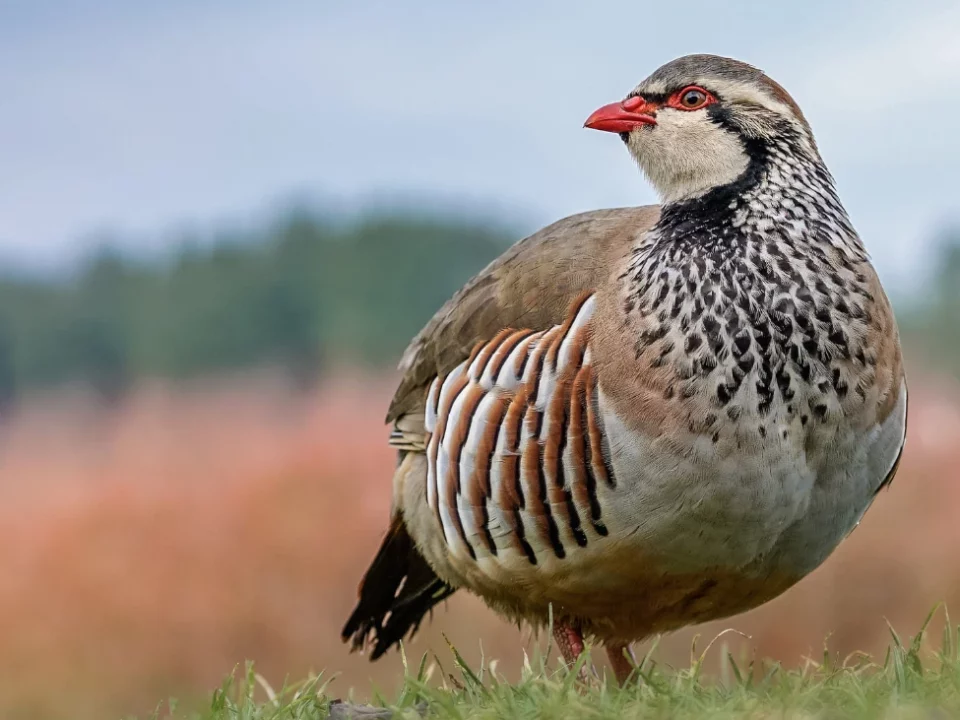 Iberian red-legged partridge in its natural habitat, the star of the driven shoots praised by the Marquess of Laserna