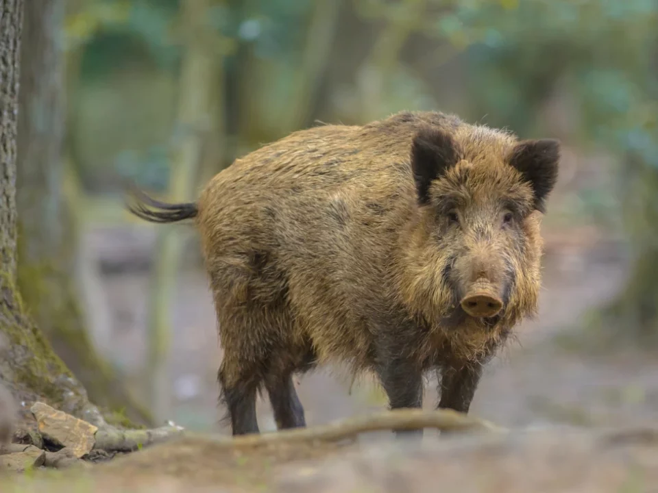 Adult wild boar in a Mediterranean forest, one of the flagship species of the Spain hunting season for big game